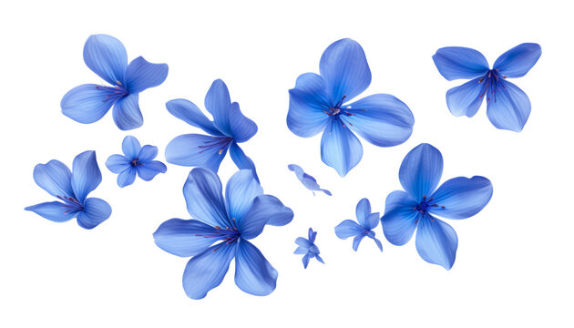 flying blue petals isolated on transparent background cutout