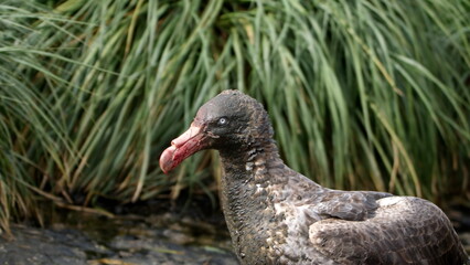 Close up of a northern giant petrel (Macronectes halli) covered in mud and blood, after feeding on a penguin in a penguin colony at Salisbury Plain, South Georgia Island