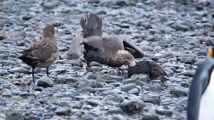 Southern giant petrel (Macronectes giganteus) preying on a chick in a king penguin (Aptenodytes patagonicus) colony at Salisbury Plain, South Georgia Island