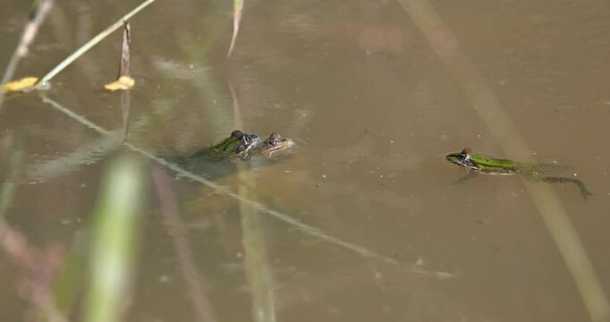 Frogs enjoying the sun, and playing in a muddy puddle in the sun, during autumn