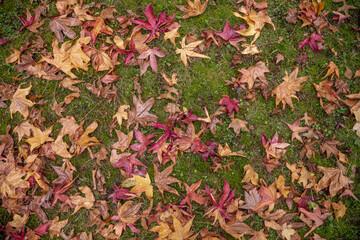 Fallen autumn leaves in shades of orange, red, and brown scattered across a lush green grassy ground, capturing the natural colors and textures of the fall season.