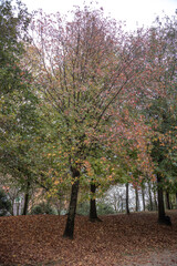 Naklejka premium A tranquil autumn scene of a park with trees surrounded by fallen brown leaves, showcasing the beauty of the season with warm tones and a serene atmosphere. Matosinhos, Portugal