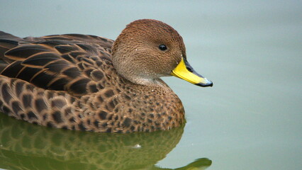Close up of a South Georgia pintail (Anas georgica georgica) in a pond at Salisbury Plain, South Georgia Island