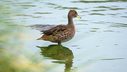 South Georgia pintail (Anas georgica georgica) standing in a pond at Salisbury Plain, South Georgia Island