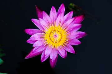 pink lotus flower