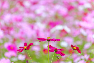 Pink cosmos flowers swaying gently in the field