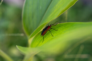 Insect hiding in leaves