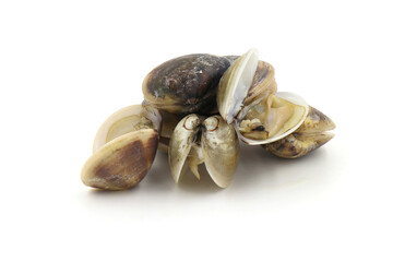Closed up fresh baby clams, venus shell, shellfish, carpet clams, short necked clams, as raw food from the sea are the seafood ingredients. fresh clams isolated on white background.