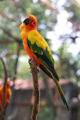 A small orange parrot in the zoo.