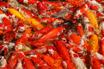 Colorful koi or carp fish swimming,carp fish pond background, colorful background, Fancy carp, nice fish,The group colorful Japanese Koi Carp, top view..