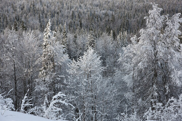 Russia Perm krai winter taiga