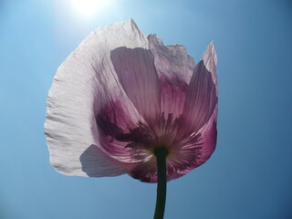 Pink flower of Opium poppy, Breadseed poppy, Papaver somniferum and sunny blue sky with sun - close-up. Topics: vegetation, flora, pharmaceutical ingredient, agriculture, cultivation, season