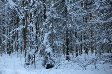Russia Perm krai winter taiga