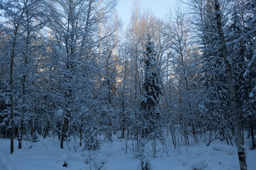 Russia Perm krai winter taiga