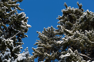 Russia Perm krai winter taiga