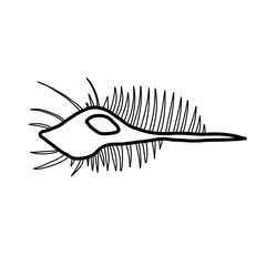 snail animal shell natural mollusk venus comb
