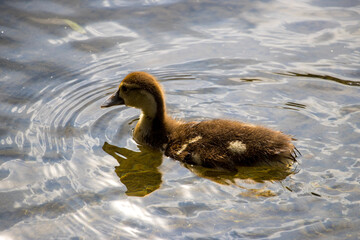 duck in the water