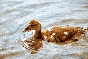 duck on the water