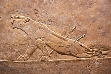 Assyrian relief, wounded lion, animal hit by arrows