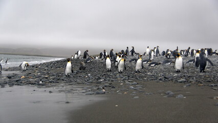 King penguins (Aptenodytes patagonicus) on the beach at Salisbury Plain, South Georgia Island