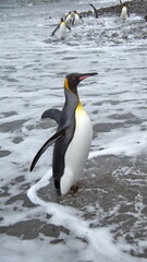 King penguin (Aptenodytes patagonicus) on the beach with its flippers out at Salisbury Plain, South Georgia Island