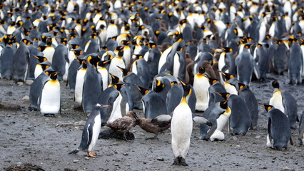 Brown skuas (Stercorarius antarcticus) scavenging the carcass of a king penguin (Aptenodytes patagonicus) chick in a colony at Salisbury Plain, South Georgia Island