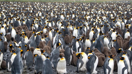 King penguin (Aptenodytes patagonicus) colony with fluffy, brown chicks at Salisbury Plain, South Georgia Island