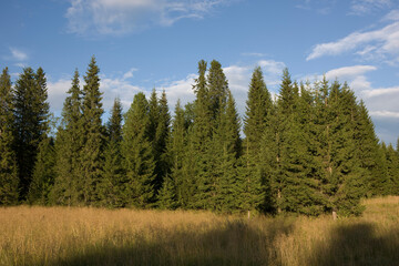 Russia Perm region taiga in autumn