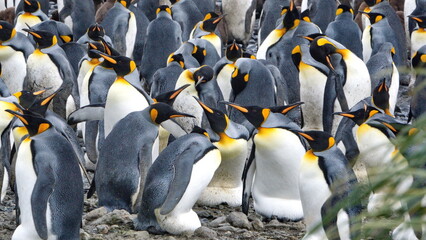 King penguin (Aptenodytes patagonicus) colony at Salisbury Plain, South Georgia Island