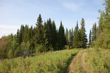 Russia Perm region taiga in autumn