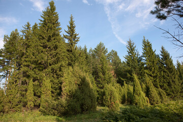 Russia Perm region taiga in autumn
