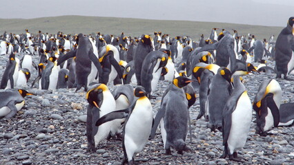 King penguin (Aptenodytes patagonicus) colony at Salisbury Plain, South Georgia Island