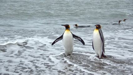 Obraz premium King penguins (Aptenodytes patagonicus) on the beach at Salisbury Plain, South Georgia Island