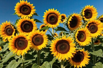 Vibrant Sunflower Heads in a Sunny Garden Landscape