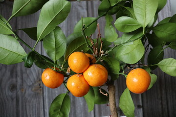 orange calamondin (Citrus × microcarpa) on tree