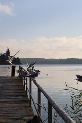 pier at the lake with seagulls