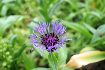 closeup of mountain cornflower (Centaurea montana)