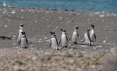 Fototapeta premium Pingüino Magallanico - Spheniscus magellanicus