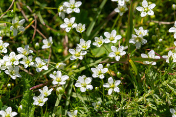 Macrophotographie de fleur sauvage - Sagine noueuse - Sagina nodosa