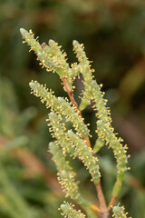 Macrophotographie de fleur sauvage - Salicorne d'Europe - Salicornia europaea