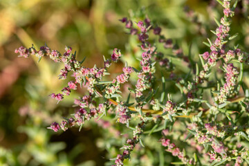 Macrophotographie de fleur sauvage - Soude maritime - Suaeda maritima