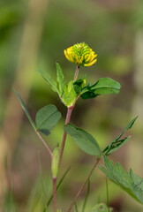 Macrophotographie de fleur sauvage - Trèfle de montagne  - Trifolium badium