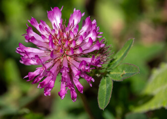 Fototapeta premium Macrophotographie de fleur sauvage - Trèfle flexueux - Trifolium medium