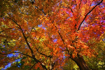 青空を覆い尽くす秋の紅葉した木々