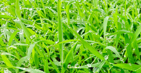 Morning dew on the green grass Dew drops shining in the beautiful sun on the lawn grass.