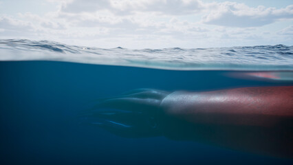 Giant deep sea squid swims underwater