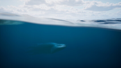 Giant deep sea squid swims underwater