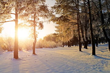 Winter landscape under bright evening sunlight with frosty forest trees. Winter forest in sunlight...