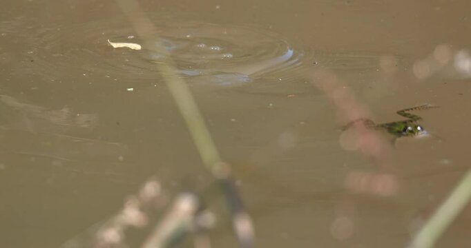 Frogs enjoying the sun, and playing in a muddy puddle in the sun, during autumn
