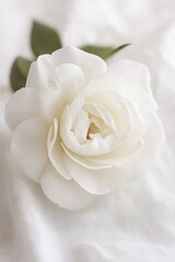 A single white rose delicately sits atop fine fabric, bathed in gentle light, symbolizing purity.